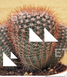 Cactus