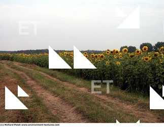 Plant Fields