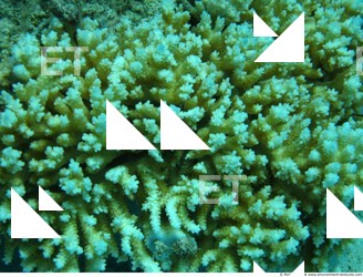 Corals