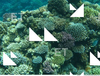 Corals