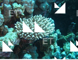 Corals