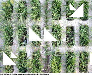Photo Texture of Overgrown Floor