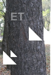 Tree Bark