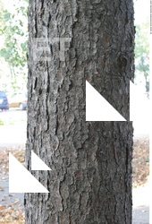 Tree Bark