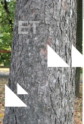 Tree Bark