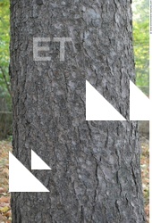 Tree Bark