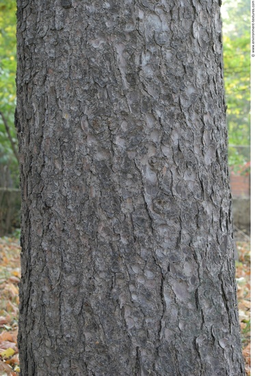 Tree Bark