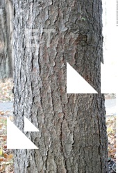 Tree Bark