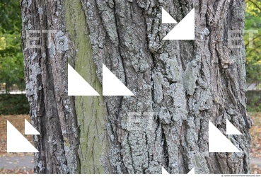 Tree Bark