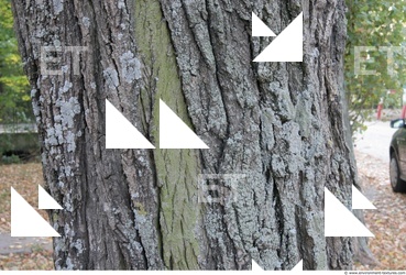 Tree Bark