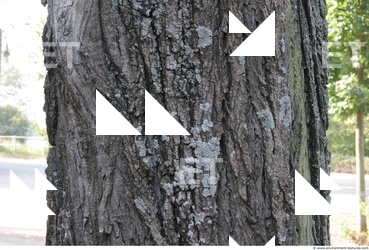 Tree Bark