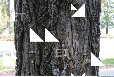 Tree Bark