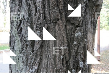 Tree Bark