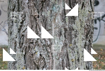 Tree Bark