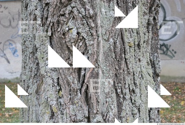 Tree Bark