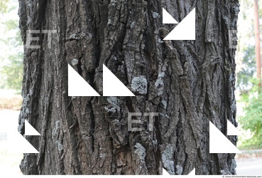 Tree Bark