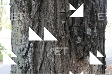 Tree Bark