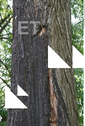 Tree Bark