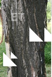 Tree Bark