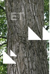 Tree Bark