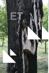 Tree Bark