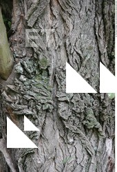 Tree Bark