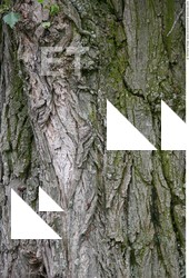 Tree Bark