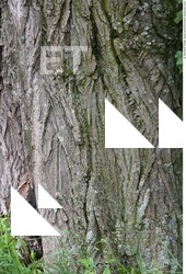 Tree Bark
