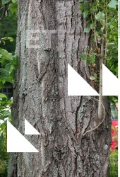 Tree Bark
