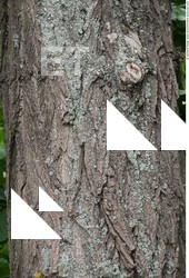 Tree Bark
