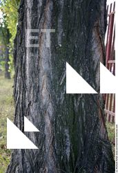 Tree Bark