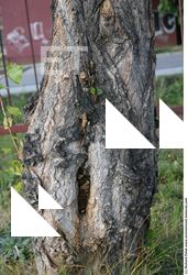 Tree Bark