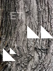 Tree Bark