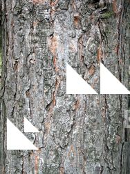 Tree Bark