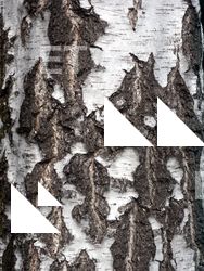 Tree Bark