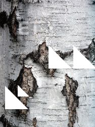 Tree Bark