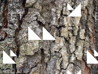 Tree Bark