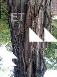 Tree Bark