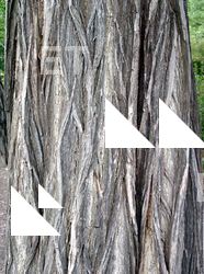 Tree Bark