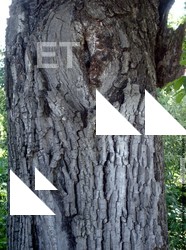 Tree Bark