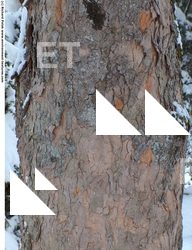 Tree Bark
