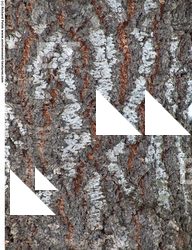 Tree Bark