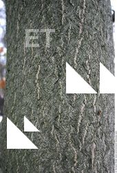 Tree Bark