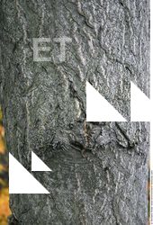 Tree Bark