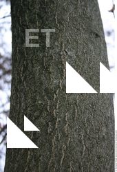 Tree Bark