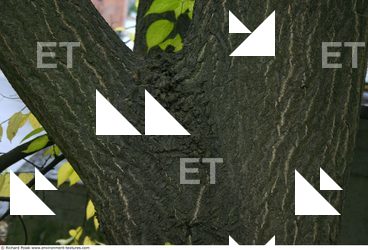 Tree Bark