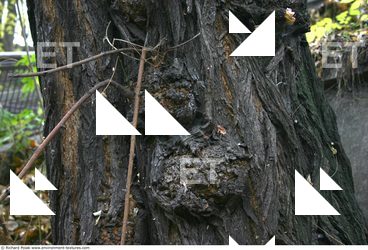 Tree Bark