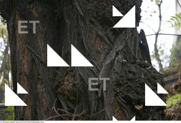 Tree Bark