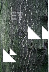 Tree Bark
