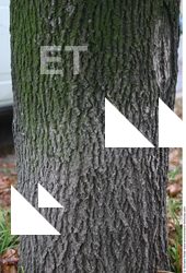 Tree Bark